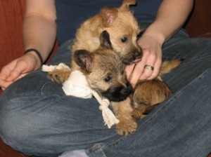 Nutmeg & Nora as pups. (photo credit upon request)