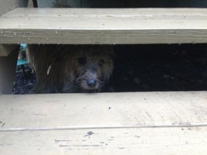 Nutmeg under steps