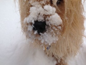 s nose of snow