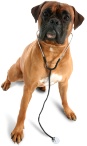 veterinarian_dog
