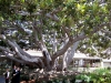 Huge tree at Santa Monica Hotel
